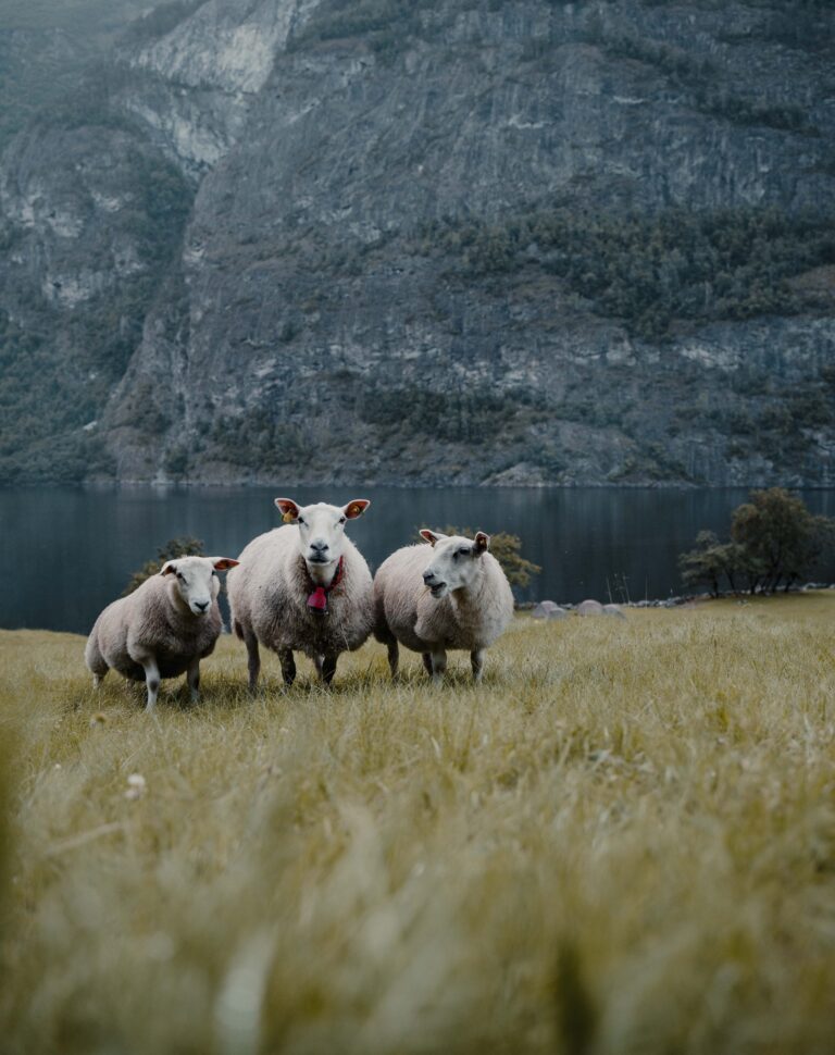 3 sheep - Kajakken - Noorwegen fjord - wandelen in Noorwegen - kayaking - vanaf luchthaven Brussel